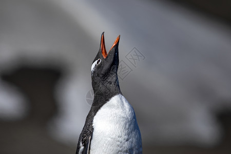 聊天凉爽的Gentoo企鹅打开红嘴在南极大喊叫黑与白图片