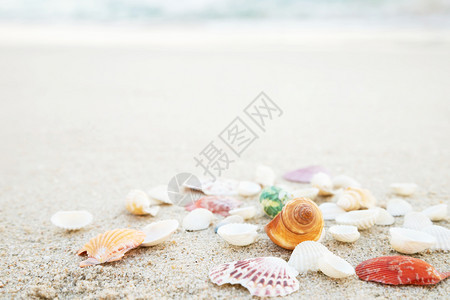 晴天沙滩上的海螺景观图片