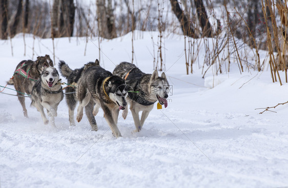 极端骑着雪橇的狗在比赛中西伯利亚糊状图片