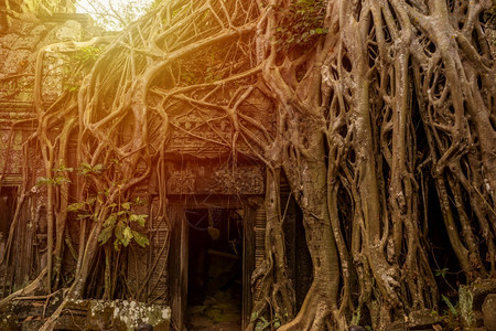 废墟柬埔寨西姆庄园的PrasatTaprohm古老寺庙遗产收割图片