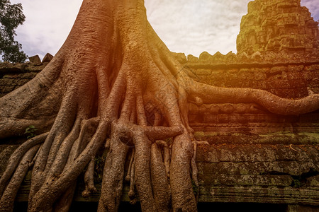 老的塔自然柬埔寨西姆庄园的PrasatTaprohm古老寺庙图片