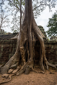 柬埔寨西姆庄园的PrasatTaprohm古老寺庙丛林美丽的遗产图片