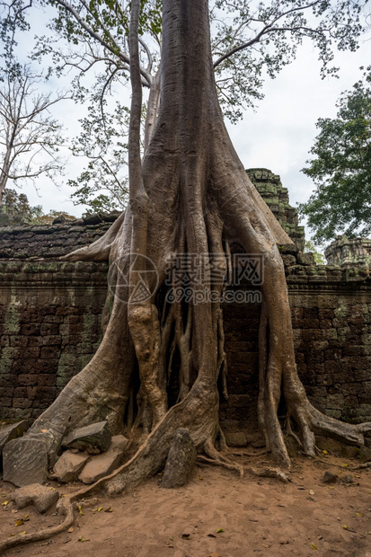 柬埔寨西姆庄园的PrasatTaprohm古老寺庙丛林美丽的遗产图片