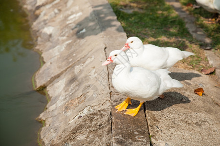 凫草地游泳池边的白鸭子在公园旁的草坪上人行道旁边有趣的图片