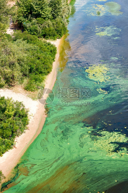 景观生态植物群浅绿色藻类覆盖着开花水河表面在沿海水污染线拍摄了一部胶片环境问题河流表面的海岸覆盖着一粒蓝绿色藻类环绕着大海面上图片