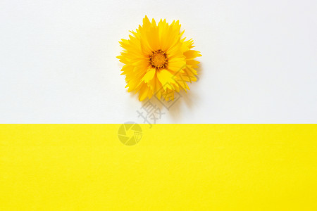 极简主义开花行进白色和黄纸背景上的一朵黄色金鸡菊花最小样式复制空间模板用于刻字文本或您的设计背景图片