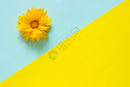 蓝色和黄纸背景上的一朵黄色金鸡菊花最小样式用于刻字文本或您的设计复制空间模板创意顶视图框架极简主义盛开图片