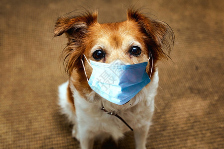 屋狗戴保护科罗纳的安全面具可爱的棕色狗戴covid19保护面具肖像宠物狗戴保护科罗纳的安全面具干净的为了图片