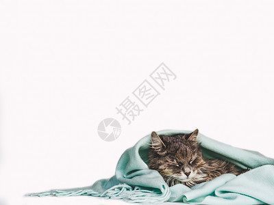 可爱小猫咪包在围巾里图片