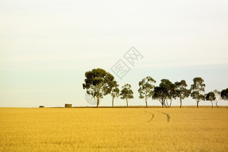 澳大利亚农村场地区一连棵树夏天叶子季节图片