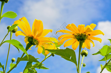 开花冬天白色的墨西哥向日葵weed或Tithoniadiversifolia蓝色天空背景的花朵是亮黄色图片