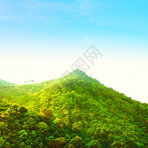 采取棕榈高的美丽森林山高角视野泰国图片