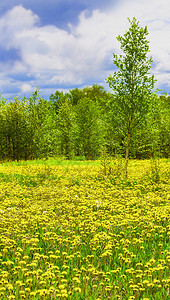 农场白色的户外田里有黄色的花朵绿树和蓝天空田里有黄色的花朵绿树和蓝天图片