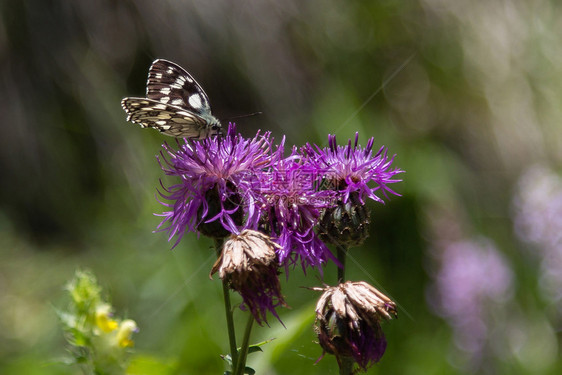 开花栽培紫罗蓬特克姆美丽的蝴蝶紫罗蓬特克姆美丽的蝴蝶绽放图片