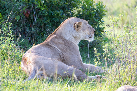 猫科动物环境肖像一只母狮在草地上让自己舒服并正在休息一只母狮在草地上让自己舒服并正在休息图片