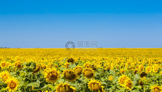 农业美丽花瓣向日葵自然背景有选择的焦点图片