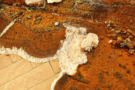 棕色的泪人干腐子实体SerpulalacrymanssynMerulius的特写木制图片