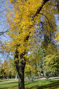 为了细节旧俗保加利亚索非Oborishte区秋天黄色树叶人民Zaimov公园休息和散步图片