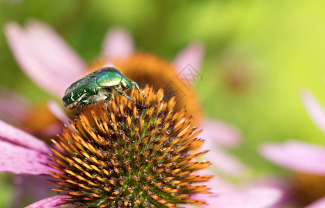 章法圣甲虫Chafer收集了Echinacea明亮绿色Chapfer花朵上的粉春天图片