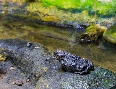 水塘岩石边的两栖动物蟾蜍青蛙图片