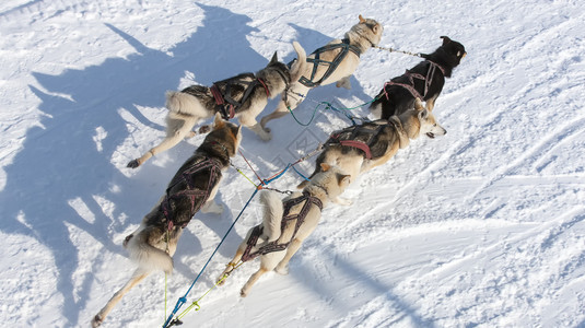 生态旅游速度冬天骑雪橇的黑狗上观滑雪的黑狗背景图片