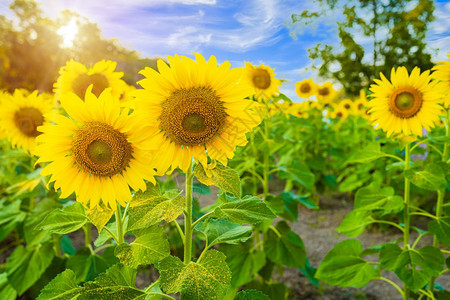 绽放乡村的泰国夏蓝天背景季蓝色天空背景泰国的太阳月花野地户外图片