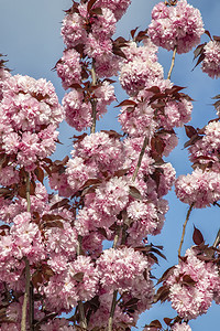 植物群日本人春天樱花树的美丽温柔色彩樱花树柳Yaezakura垂直视野图片
