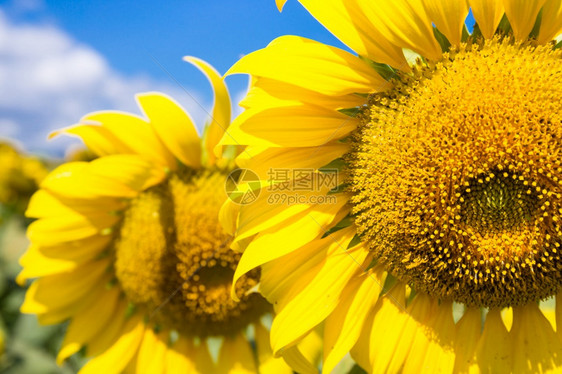 植物美丽园艺夏季田间蓝天空背景的向日葵切合图片