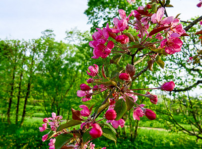 染井吉野禅花瓣春时美丽的樱花沙库拉粉红树枝盛开背景