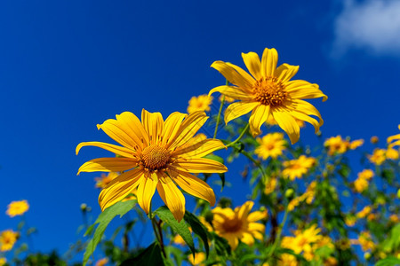植物夏天树木马或墨西哥花朵开和蓝天或者图片
