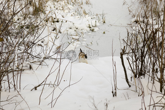 下雪的红色健康在森林或公园附近的雪地上行走野生的家畜在三花猫里行走图片
