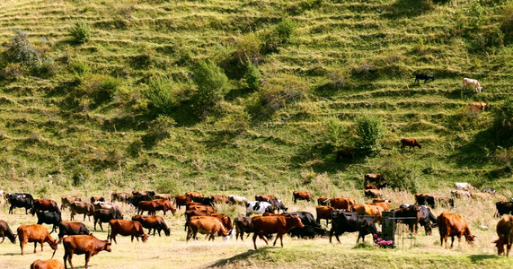一只奶牛站在夏日草原上风景优美季节图片