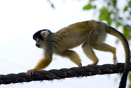 小可爱猴子在动物园的一棵树上玩聪明的喜悦一种图片