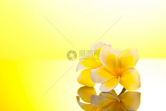 温泉白色的太平洋阳光温暖的两朵黄色叶草花图片