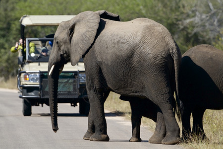 步行大象与旅游客一起穿越大象的公路非洲灌木假期图片