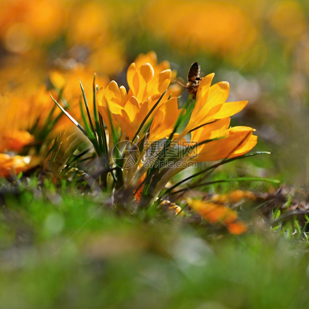 户外美丽的花朵在草地上闪耀着阳光的花朵多彩第一批鲜花青红色罗曼斯黄鳄鱼克罗格斯紫色季节图片