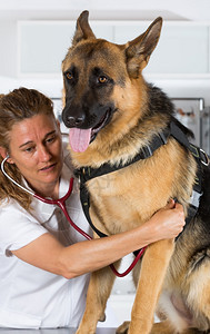兽医和德国牧羊犬在诊所进行鉴定的兽医服务室诊断保持关心图片