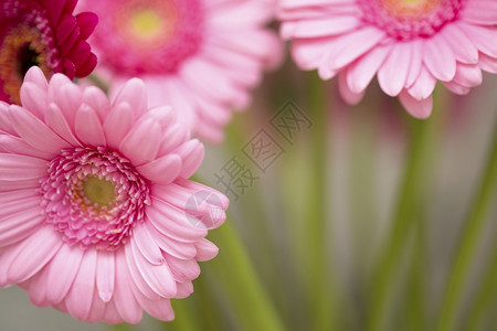 自然粉色花朵背景图片