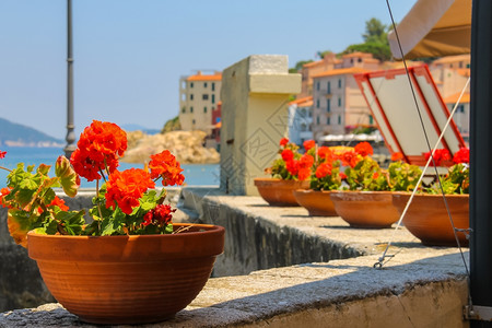 装饰意大利埃尔巴岛MarcianaMarina海滨装饰花盆和朵天竺葵自然图片
