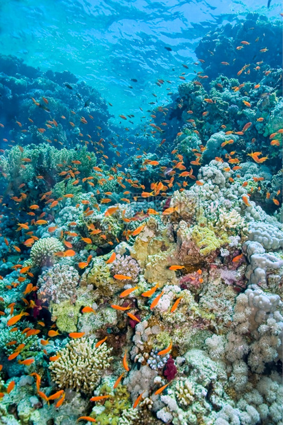 生活海景态红埃及非洲红海水下景观图片