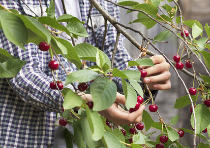 农业请享用果园一位年轻的农民正在夏花园的收成中获着红熟樱桃一位年轻的农民正在收割着红成熟樱桃图片