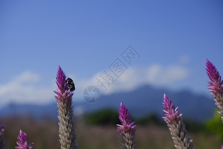 公园蓝色的鸡冠花celosiacaracas在蓝天背景下然的公鸡角花图片素材