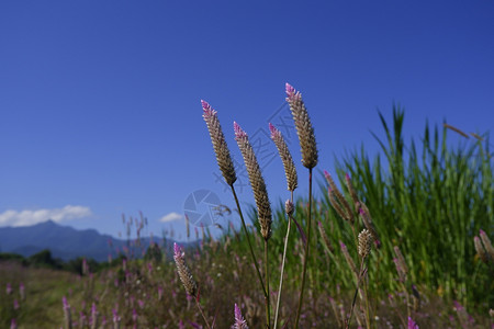 夏天Celosiacaracas在蓝天背景下然的公鸡角花植物图片