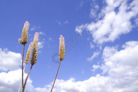 香味花的调料Celosiacaracas在蓝天背景下然的公鸡角花图片