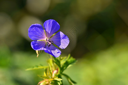 绿色天然模糊本底的青蓝花朵其美丽的蓝色花朵荒野园草地图片