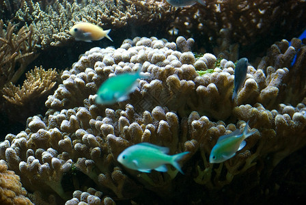 有多彩热带鱼类和珊瑚的水族馆图片