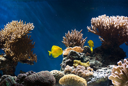 多彩热带鱼类和珊瑚图片