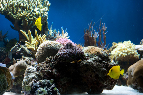 多彩热带鱼类和珊瑚图片