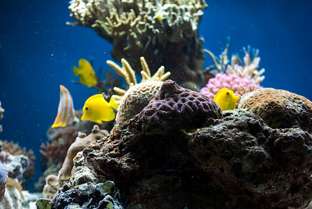 有多彩热带鱼类和珊瑚的水族馆图片