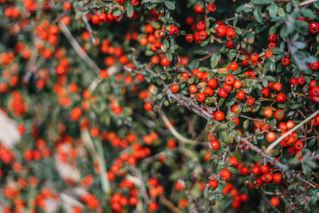 秋天花的绿灌树背景红莓健康图片